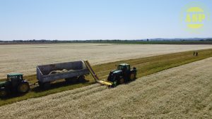 Chamomile flower harvester