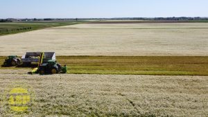 Chamomile flower harvester